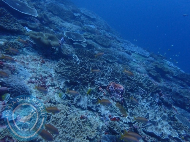 02-13 Eylül BALİ