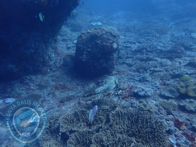 02-13 Eylül BALİ