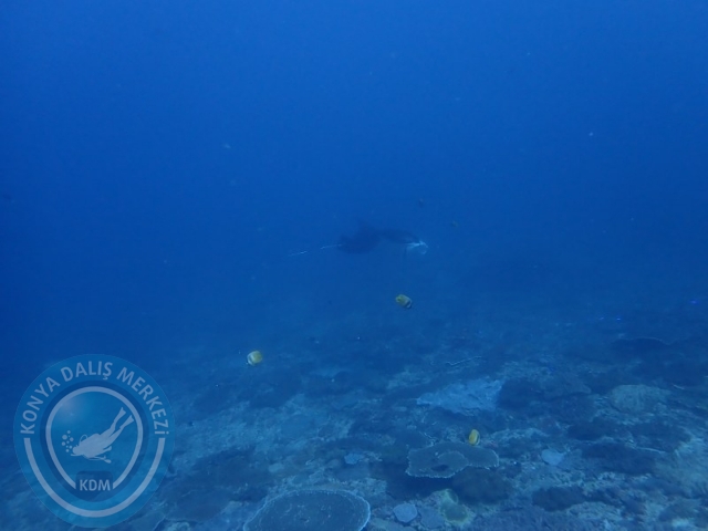 02-13 Eylül BALİ