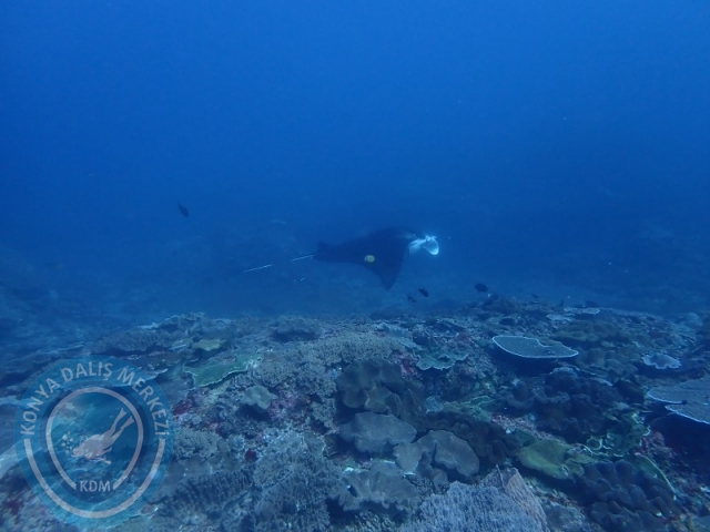 02-13 Eylül BALİ
