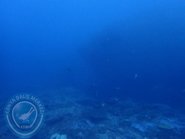 02-13 Eylül BALİ