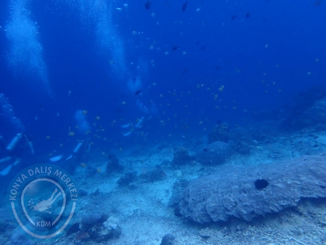 02-13 Eylül BALİ