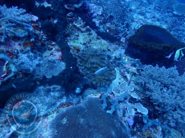 02-13 Eylül BALİ