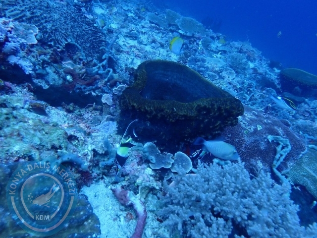 02-13 Eylül BALİ