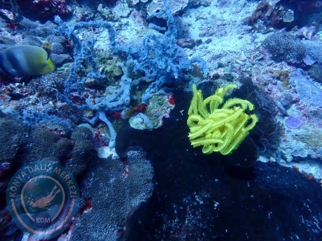 02-13 Eylül BALİ