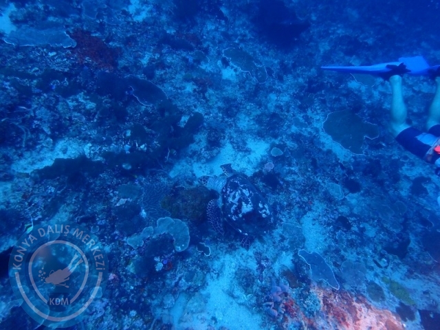 02-13 Eylül BALİ