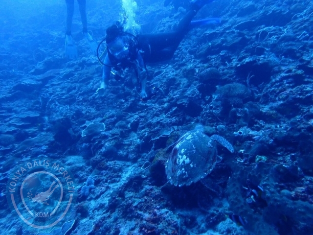 02-13 Eylül BALİ