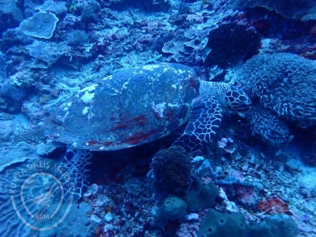 02-13 Eylül BALİ