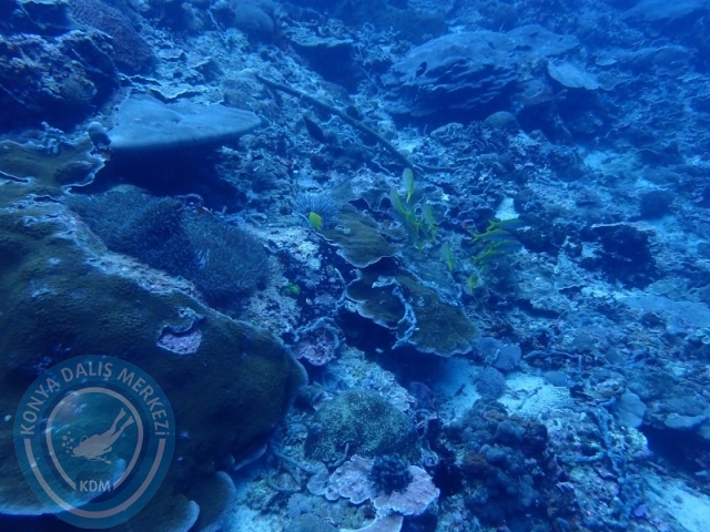 02-13 Eylül BALİ