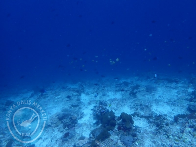 02-13 Eylül BALİ