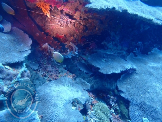 02-13 Eylül BALİ