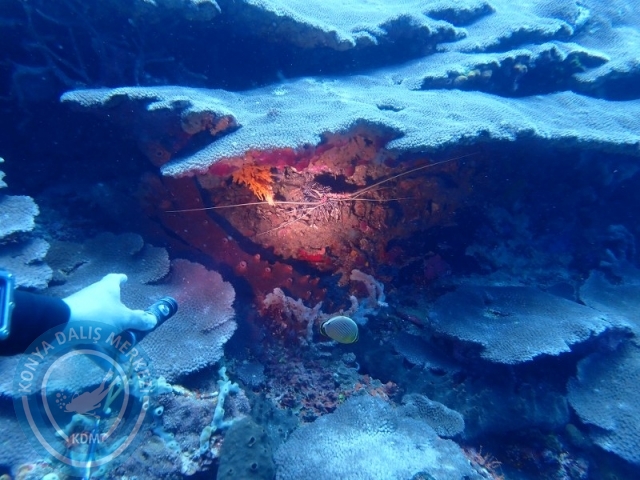 02-13 Eylül BALİ