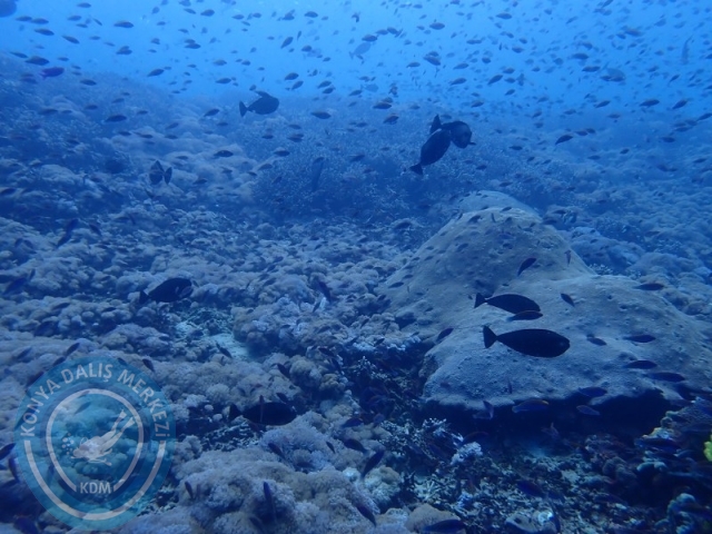 02-13 Eylül BALİ