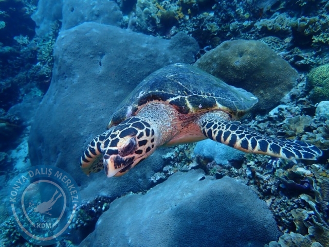 02-13 Eylül BALİ