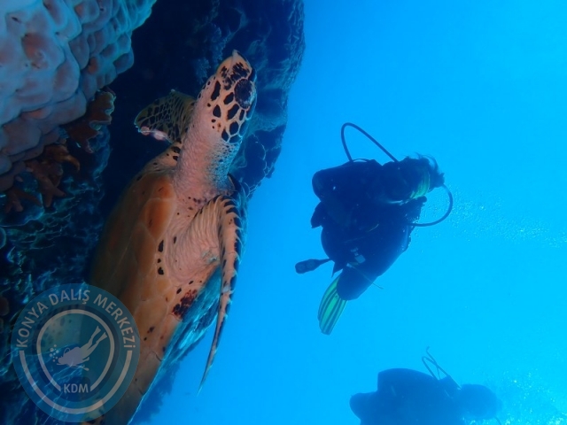 02-13 Eylül BALİ