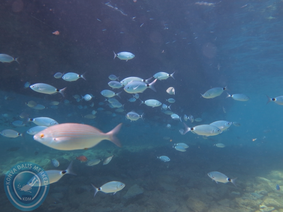 03 - 04 Ekim Bodrum