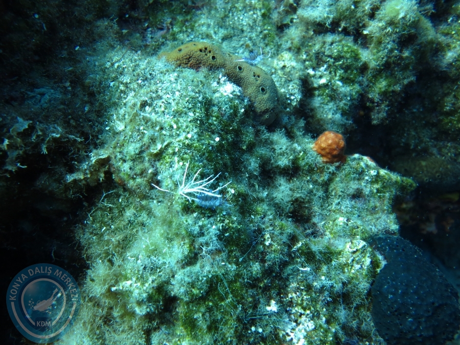 03 - 04 Ekim Bodrum