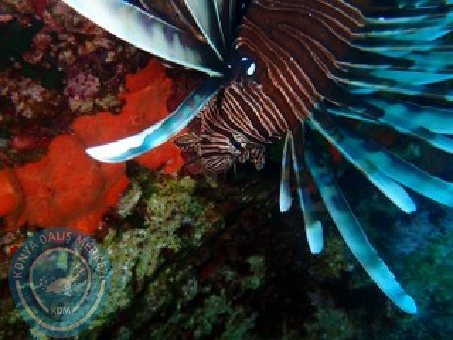 03-04 Ekim Bodrum