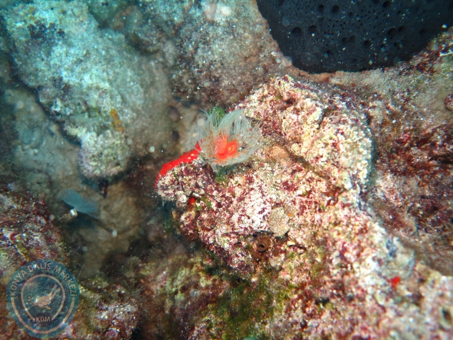 03-04 Eylül KAŞ