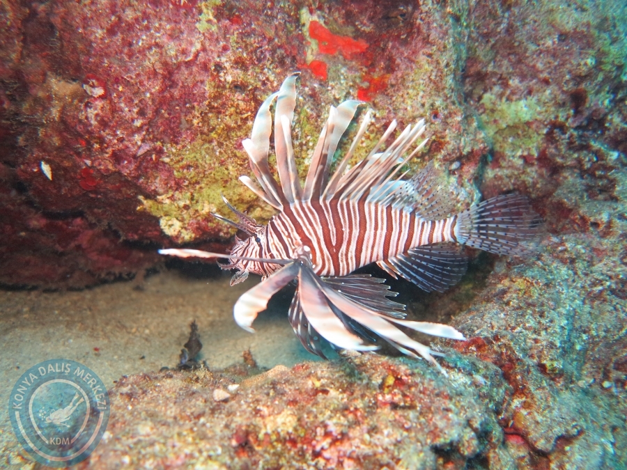 03-04 Eylül KAŞ