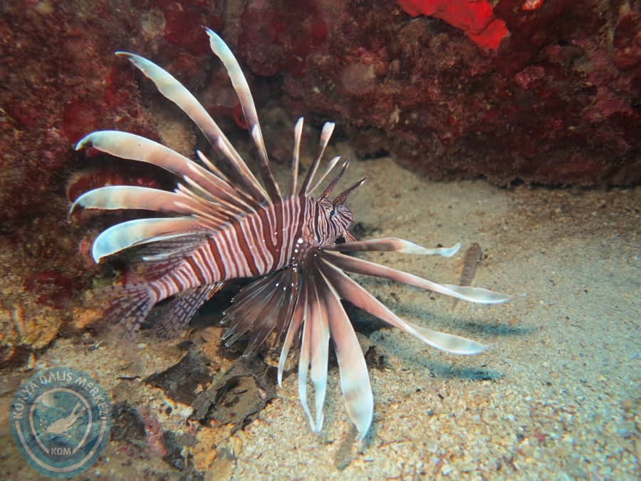 03-04 Eylül KAŞ