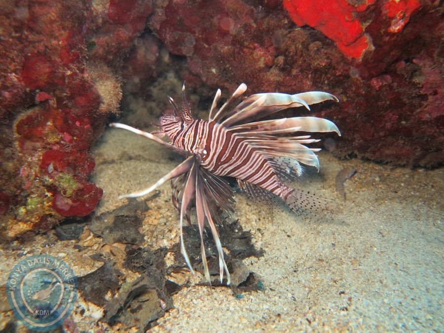 03-04 Eylül KAŞ