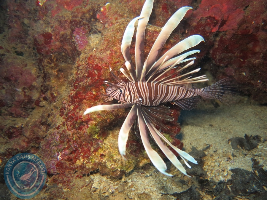 03-04 Eylül KAŞ