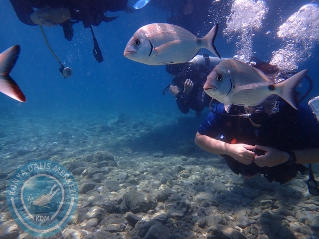 03-04 Temmuz Bodrum