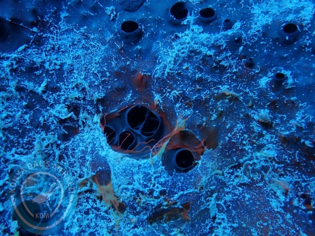 03-04 Temmuz Datça