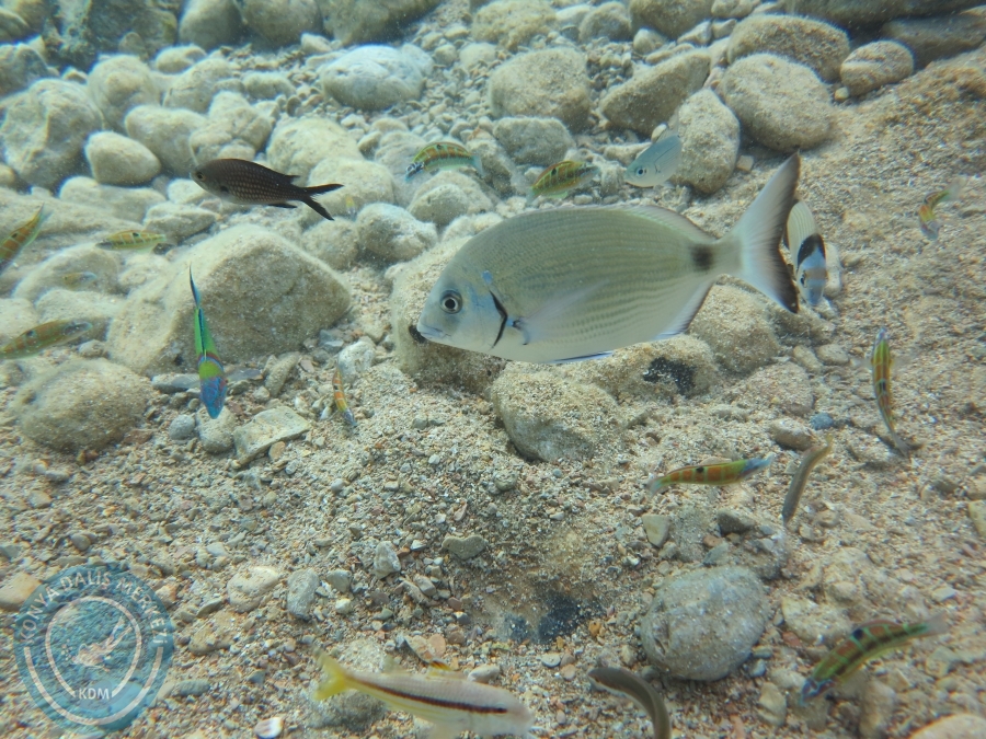 05-06 Ağustos 2017 BODRUM