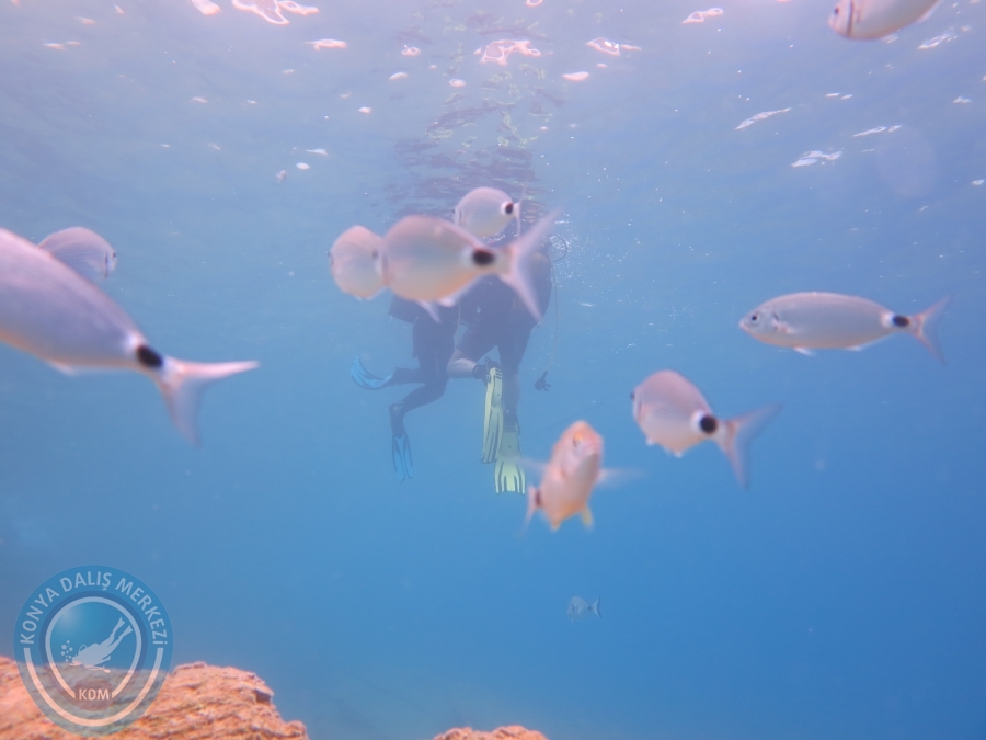 05-06 Ağustos 2017 BODRUM
