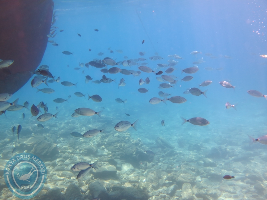 05-06 Ağustos 2017 BODRUM