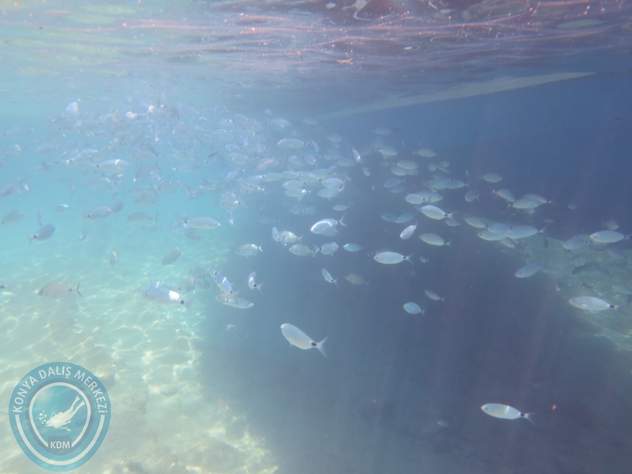 05-06 Ağustos 2017 BODRUM