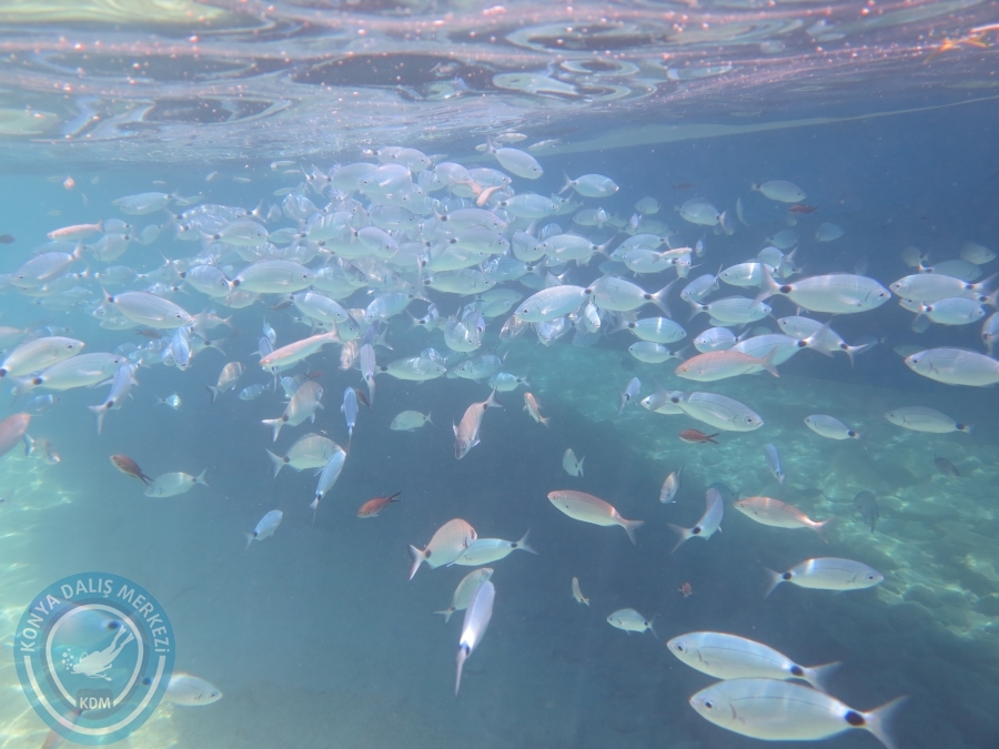 05-06 Ağustos 2017 BODRUM