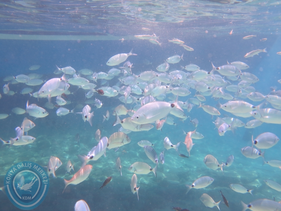 05-06 Ağustos 2017 BODRUM