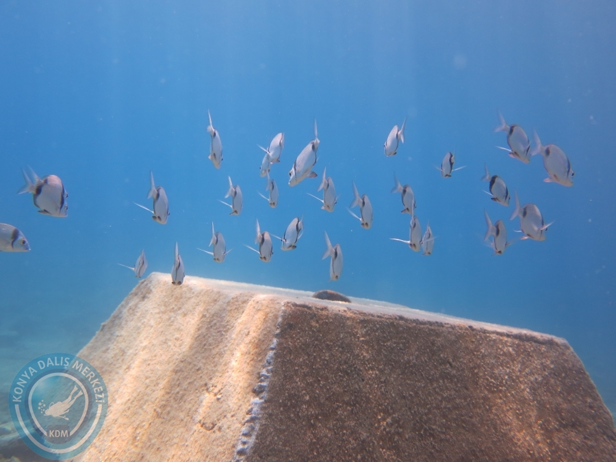 05-06 Ağustos 2017 BODRUM