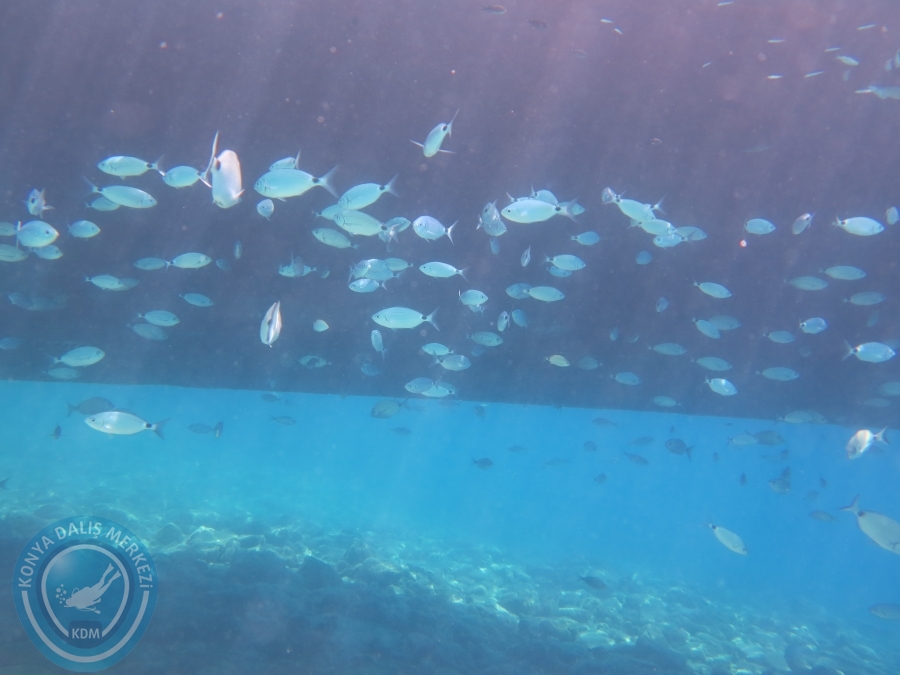 05-06 Ağustos 2017 BODRUM