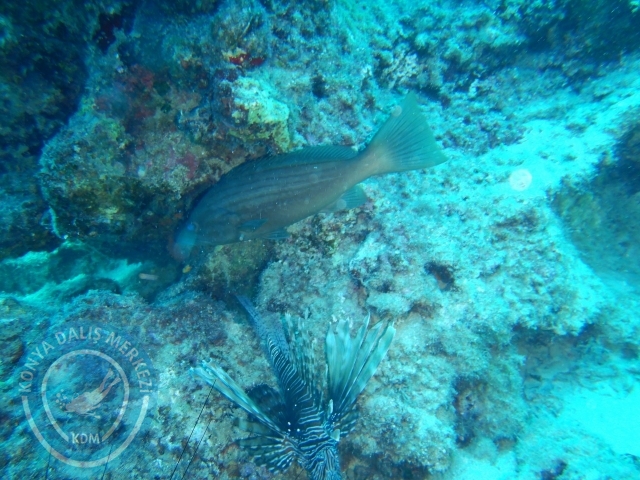 05-06 Eylül Kaş