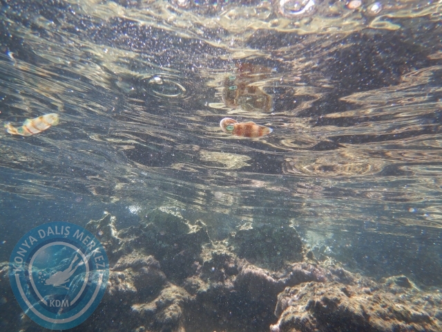 05-06 Eylül Kaş