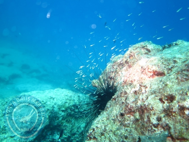 05-06 Eylül Kaş