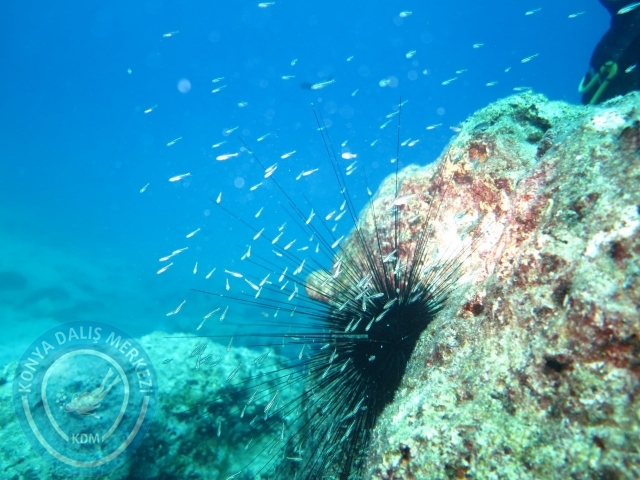 05-06 Eylül Kaş