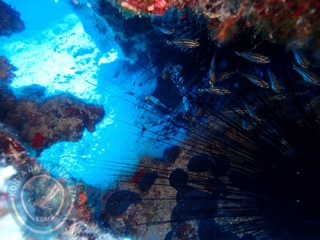 05-06 Temmuz KAŞ