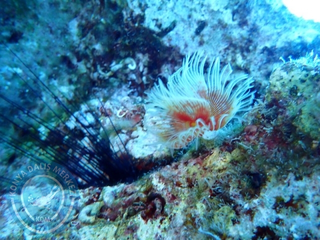 05-06 Temmuz KAŞ