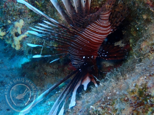 05-06 Temmuz KAŞ