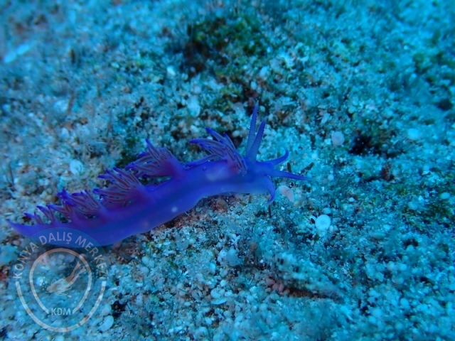 05-06 Temmuz KAŞ