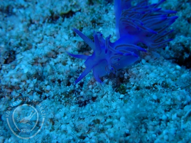 05-06 Temmuz KAŞ