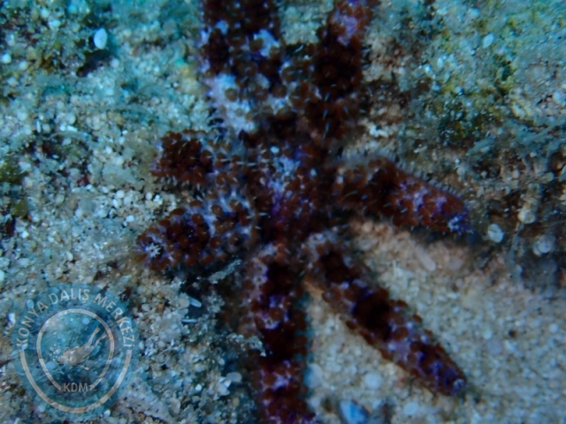 05-06 Temmuz KAŞ