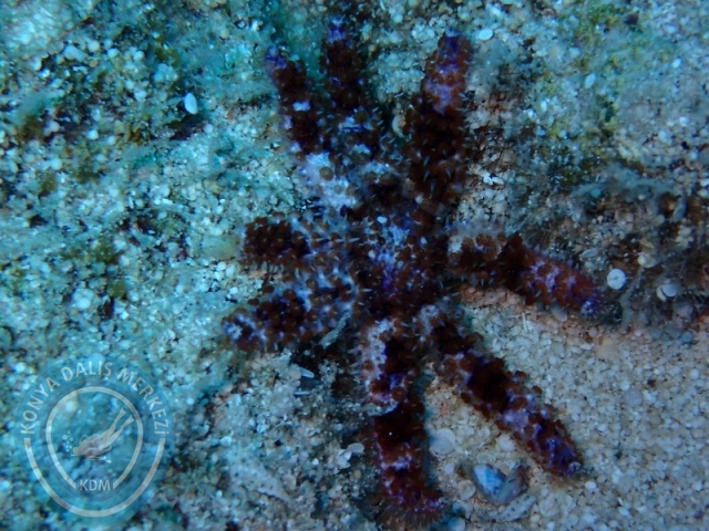 05-06 Temmuz KAŞ