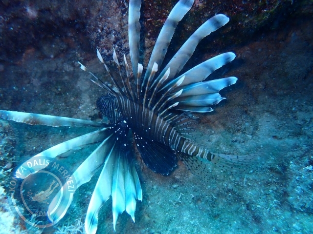 06 -07 Elül Kaş