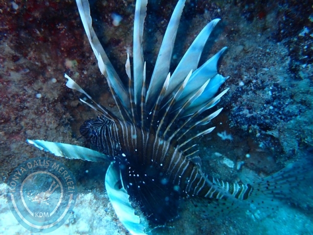 06 -07 Elül Kaş